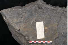 Foto (Detailansicht) von Camptoteris sp. (NHMW-GEO-2024-0188-10650)